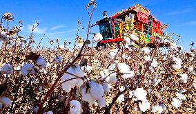 Cotton Harvest in Zhangye