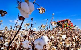 Cotton Harvest in Zhangye