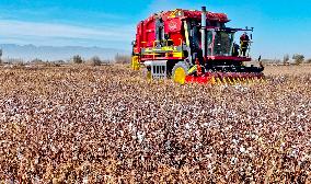 Cotton Harvest in Zhangye