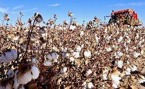 Cotton Harvest in Zhangye