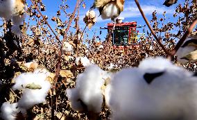 Cotton Harvest in Zhangye