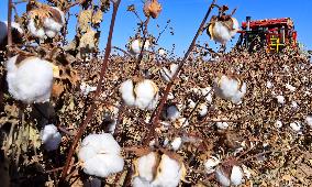 Cotton Harvest in Zhangye