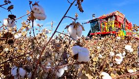 Cotton Harvest in Zhangye