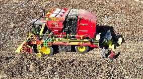 Cotton Harvest in Zhangye