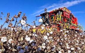 Cotton Harvest in Zhangye