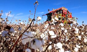 Cotton Harvest in Zhangye