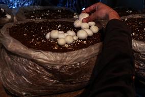 Mushroom Farming In Kashmir