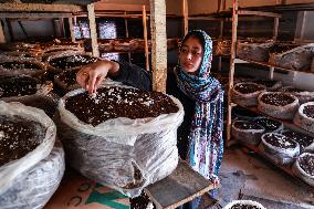 Mushroom Farming In Kashmir