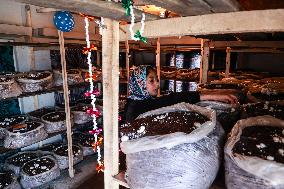 Mushroom Farming In Kashmir