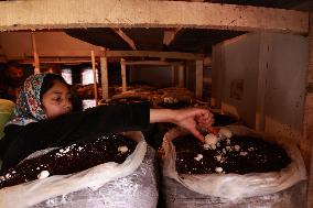 Mushroom Farming In Kashmir