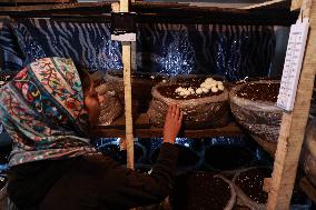 Mushroom Farming In Kashmir