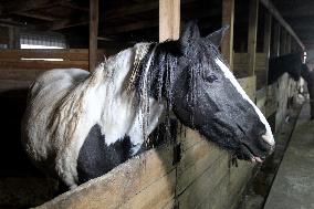 Hospital for sick horses opens at Dnipro animal shelter