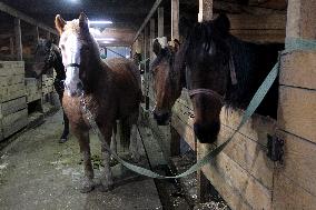 Hospital for sick horses opens at Dnipro animal shelter