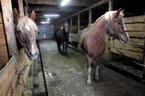 Hospital for sick horses opens at Dnipro animal shelter