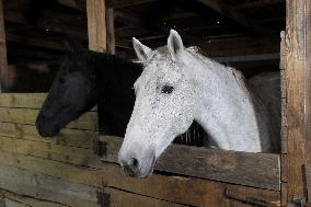 Hospital for sick horses opens at Dnipro animal shelter