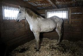 Hospital for sick horses opens at Dnipro animal shelter