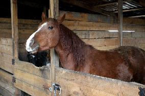 Hospital for sick horses opens at Dnipro animal shelter