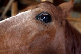 Hospital for sick horses opens at Dnipro animal shelter