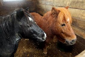 Hospital for sick horses opens at Dnipro animal shelter