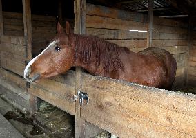 Hospital for sick horses opens at Dnipro animal shelter