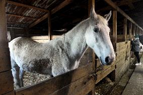 Hospital for sick horses opens at Dnipro animal shelter