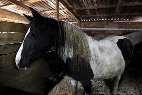 Hospital for sick horses opens at Dnipro animal shelter