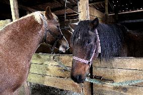 Hospital for sick horses opens at Dnipro animal shelter