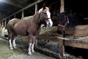 Hospital for sick horses opens at Dnipro animal shelter