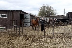 Hospital for sick horses opens at Dnipro animal shelter