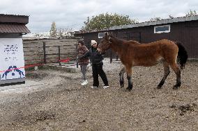 Hospital for sick horses opens at Dnipro animal shelter