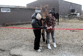 Hospital for sick horses opens at Dnipro animal shelter