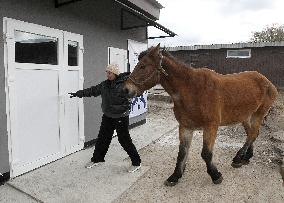 Hospital for sick horses opens at Dnipro animal shelter