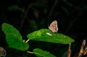 Long-brand Bushbrown Butterfly - Mycalesis Visala - Animal India