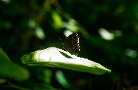 Long-brand Bushbrown Butterfly - Mycalesis Visala - Animal India