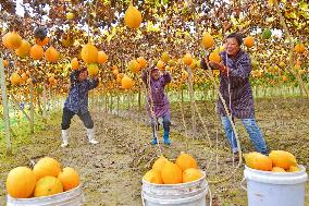 Trichosanthes Kirilowii Harvest in Rugao