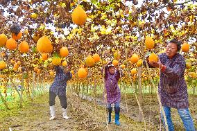 Trichosanthes Kirilowii Harvest in Rugao