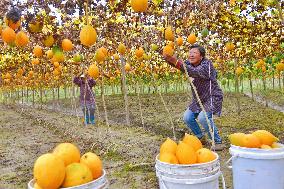 Trichosanthes Kirilowii Harvest in Rugao