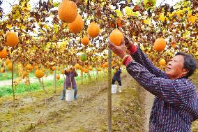 Trichosanthes Kirilowii Harvest in Rugao