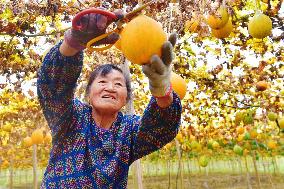 Trichosanthes Kirilowii Harvest in Rugao