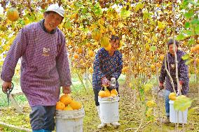 Trichosanthes Kirilowii Harvest in Rugao