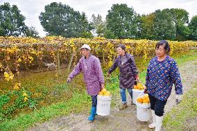 Trichosanthes Kirilowii Harvest in Rugao