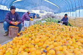 Trichosanthes Kirilowii Harvest in Rugao