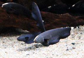 Black ghost knifefish