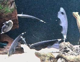 Black ghost knifefish