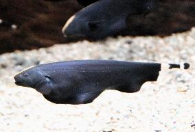 Black ghost knifefish