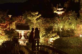 Kyoto temple's special light-up for autumn foliage