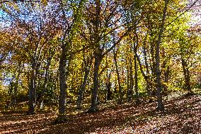 Autumn Views In Sant'Antonio Woods, Italy