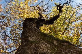 Autumn Views In Sant'Antonio Woods, Italy