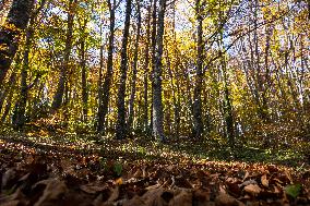 Autumn Views In Sant'Antonio Woods, Italy