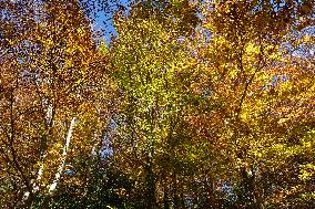 Autumn Views In Sant'Antonio Woods, Italy